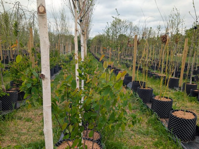 Wide view of the Legacy Growers nursery with rows of specimen trees in Air-Pot containers